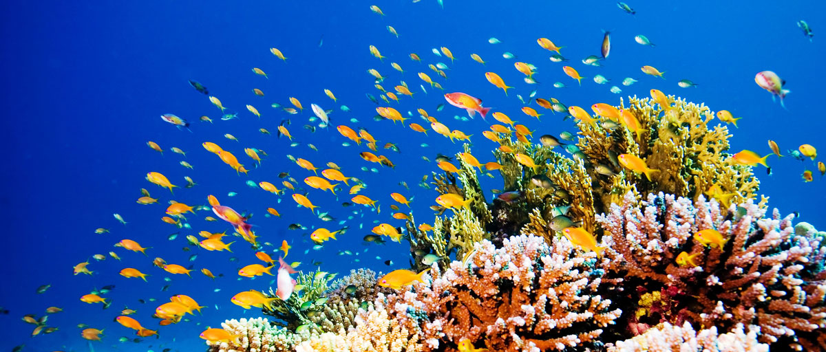 Biodiversity and coral reef fish capacity to deal with turbulent