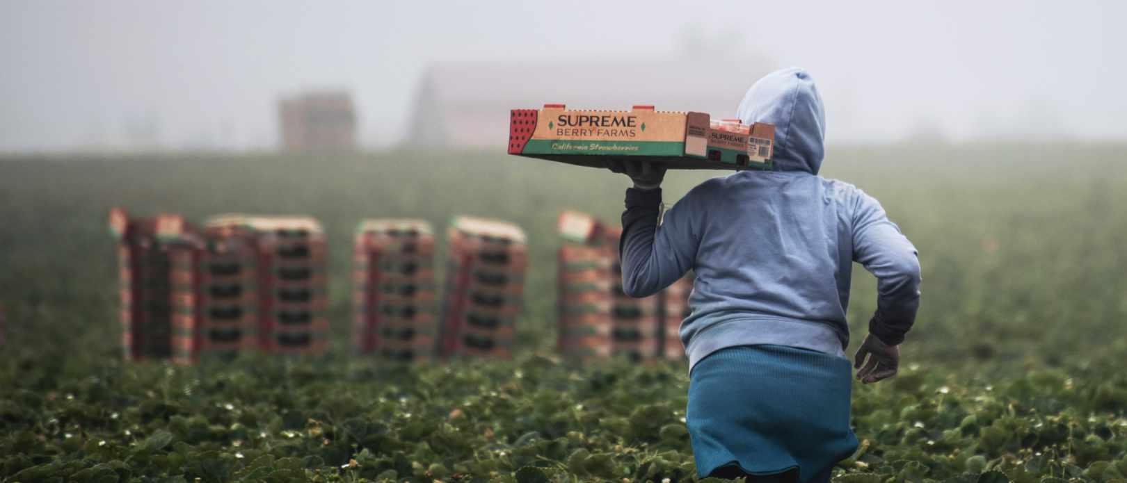 Person in grey hoodie on farm field holding box with berries